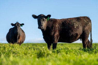 Tazmanya Avustralya 'da inekler ve sığırlar otluyor.