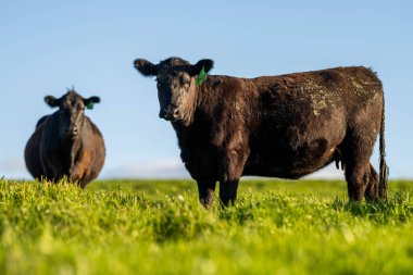 Avustralya 'da bir tarlada otlayan damızlık sığır ve sığır eti. İlkbaharda Speckle Park, Murray Grey, Angus, Brangus ve Wagyu cinsleri