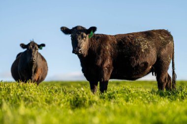 beef cattle grazing on pasture. Grass fed murray grey, angus and wagyu. sustainable agricultural farming in australia clipart