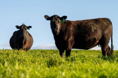 İngiltere 'de bir çiftlikteki bir tarlada sığır eti. Baharda çayırda otlayan İngiliz sığırları. Sürdürülebilir bir tarım çiftliğinin otlağında büyüyen yeşil çimenler.