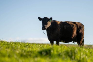 Stud Beef bulls, cows and calves grazing on grass in a field, in Australia. breeds of cattle include speckled park, murray grey, angus, brangus and wagyu on long pasture