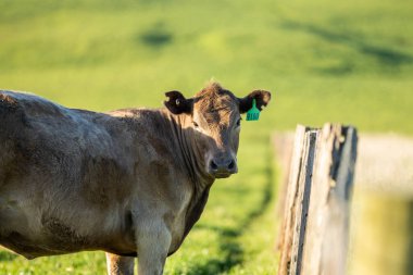 Sığır otlağı otlatıyor. Otlar Murray Grey, Angus ve Wagyu 'yu besledi. Avusturalya 'da sürdürülebilir tarım tarımı