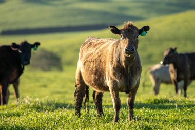 Avustralya 'da bir tarlada otlayan damızlık sığır ve sığır eti. İlkbaharda Speckle Park, Murray Grey, Angus, Brangus ve Wagyu cinsleri