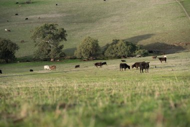 Avustralya 'da, boş bir tarlada otlayan sığır ve buzağılar. saman ve tohum yiyorlar. Yazın Murray Grey, Angus ve Wagyu cinsleri.