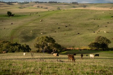 İngiltere 'de bir çiftlikte damızlık sığır ve wagyu inekleri. Baharda çayırda otlayan İngiliz sığırları. Sürdürülebilir bir tarım çiftliğinde çayırda yeşil çimenler büyüyor.