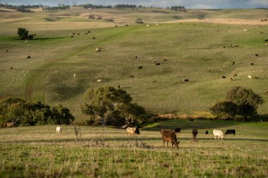 Avustralya wagyu inekleri çayırda otluyor. Avustralya ve Yeni Zelanda 'da ilkbaharda otlakta ot yiyen siyah bir angus ineğini ve yenilenebilir bir çiftlikte Yeni Zelanda' yı.