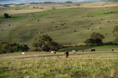Avustralya 'da bir tarlada otlayan damızlık sığır ve sığır eti. Türleri arasında benek parkı, murray grisi, angus, brangus ve wagyu bulunur..