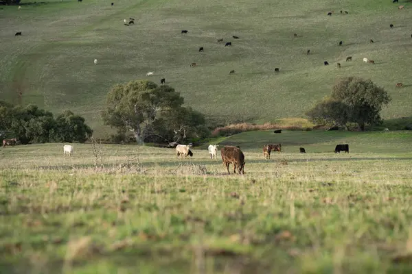 stock image Cows in a field on a farm in spring on green field in america at dusk