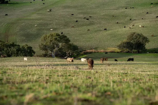 stock image Sustainable Agriculture Practices: Enhancing Ecosystems, Livelihoods, and Resilience through Holistic, Carbon-neutral Approaches