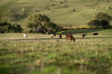 Avustralya 'da bir tarlada otlayan damızlık sığır ve sığır eti. Türleri arasında benek parkı, murray grisi, angus, brangus ve wagyu bulunur..
