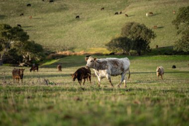 Avustralya wagyu inekleri çayırda otluyor. Avustralya ve Yeni Zelanda 'da ilkbaharda otlakta ot yiyen siyah bir angus ineğini ve yenilenebilir bir çiftlikte Yeni Zelanda' yı.