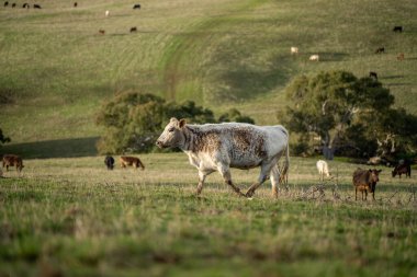 Sürdürülebilir Tarım Uygulamaları: Holistik, Karbon-nötr yaklaşımlar yoluyla Ekosistemleri, Geçim Kaynaklarını ve Dayanıklılığı Artırmak
