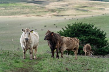 Avustralya 'da sürdürülebilir çiftlik hayvanları yetiştiriciliği: Avustralya' daki Kuraklıkta Sığır Otlatma İçin Yenileyici Uygulamalar