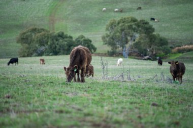 Sürdürülebilir Tarım Uygulamaları: Holistik, Karbon-nötr yaklaşımlar yoluyla Ekosistemleri, Geçim Kaynaklarını ve Dayanıklılığı Artırmak