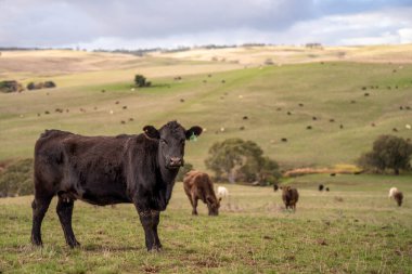 İlkbaharda bir tarlada inekler. Amerika 'da yeşil bir tarlada, alacakaranlıkta.