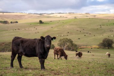 Sürdürülebilir Tarım Uygulamaları: Holistik, Karbon-nötr yaklaşımlar yoluyla Ekosistemleri, Geçim Kaynaklarını ve Dayanıklılığı Artırmak