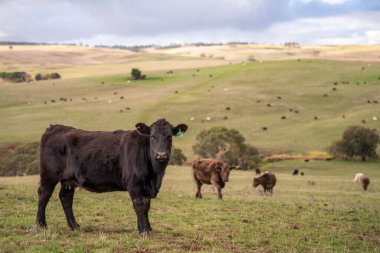Avustralya 'da bir tarlada otlayan damızlık sığır ve sığır eti. Türleri arasında benek parkı, murray grisi, angus, brangus ve wagyu bulunur..