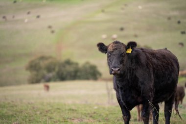 Avustralya 'da sürdürülebilir çiftlik hayvanları yetiştiriciliği: Avustralya' daki Kuraklıkta Sığır Otlatma İçin Yenileyici Uygulamalar