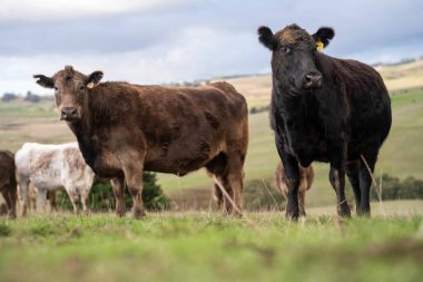 Avustralya 'da sürdürülebilir çiftlik hayvanları yetiştiriciliği: Avustralya' daki Kuraklıkta Sığır Otlatma İçin Yenileyici Uygulamalar