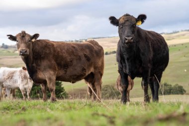 Avustralya Tarım 'da Hayvanların Geleceği: Sürdürülebilir Çimenlik, Teknoloji ve Çevresel Dayanıklılık İçin Yenilik