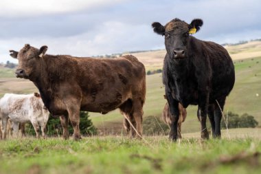 Avustralya 'da sığır çiftliğinde otlayan sığır ve dana eti. Cinsler Murray Grey, Angus ve Wagyu 'dur. sürdürülebilir tarım pratiği karbon depolama