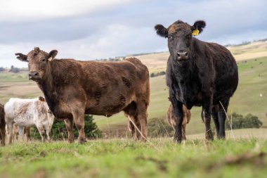 Avustralya 'da bir tarlada otlayan damızlık sığır ve sığır eti. Türleri arasında benek parkı, murray grisi, angus, brangus ve wagyu bulunur..