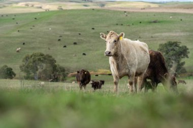 Avustralya 'da sığır çiftliğinde otlayan sığır ve dana eti. Cinsler Murray Grey, Angus ve Wagyu 'dur. sürdürülebilir tarım pratiği karbon depolama