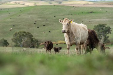 İngiltere 'de bir çiftlikte damızlık sığır ve wagyu inekleri. Baharda çayırda otlayan İngiliz sığırları. Sürdürülebilir bir tarım çiftliğinde çayırda yeşil çimenler büyüyor.