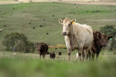 Avustralya wagyu inekleri çayırda otluyor. Avustralya ve Yeni Zelanda 'da ilkbaharda otlakta ot yiyen siyah bir angus ineğini ve yenilenebilir bir çiftlikte Yeni Zelanda' yı.