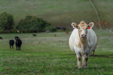Avustralya 'da, boş bir tarlada otlayan sığır ve buzağılar. saman ve tohum yiyorlar. Yazın Murray Grey, Angus ve Wagyu cinsleri.