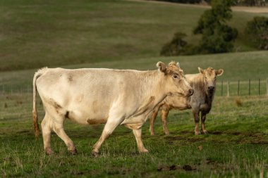 İlkbaharda bir tarlada inekler. Amerika 'da yeşil bir tarlada, alacakaranlıkta.