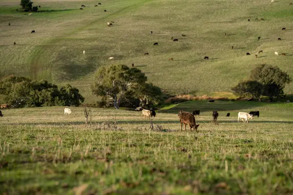 stock image Beef cows and calves grazing on grass in a free range field, in Australia. eating hay and silage. breeds include murray grey, angus and wagyu in summer