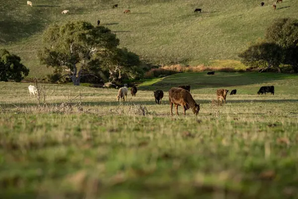 Stock image Sustainable Livestock Farming in Australia: Regenerative Practices for Cattle Grazing in Drought Resilient Pastures in australia