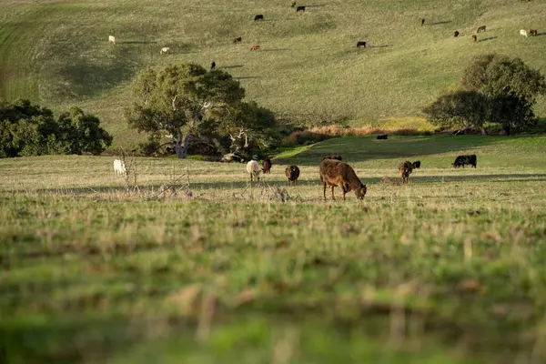 stock image beautiful cattle in Australia  eating grass, grazing on pasture. Herd of cows free range beef being regenerative raised on an agricultural farm. Sustainable farming 