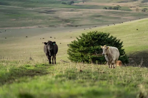 stock image Beef cows and calves grazing on grass in a free range field, in Australia. eating hay and silage. breeds include murray grey, angus and wagyu in summer