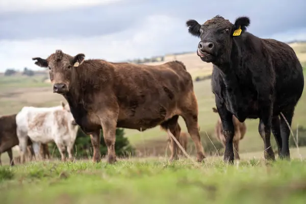 stock image Australian wagyu cows grazing in a field on pasture. close up of a black angus cow eating grass in a paddock in springtime in australia and new zealand on a regenerative farm