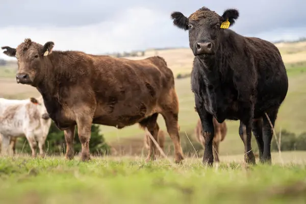 stock image Stud Beef bulls and cows grazing on grass in a field, in Australia. breeds include speckle park, murray grey, angus, brangus and wagyu.