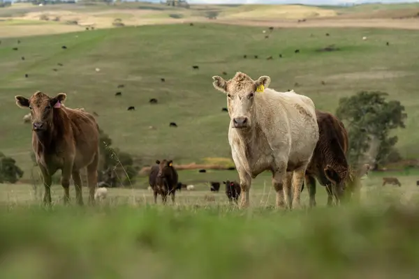 stock image The Future of Livestock in Australian Agriculture: Sustainable Grazing, Technology, and Innovation for Environmental Resilience