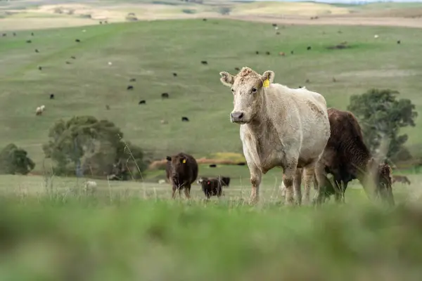 stock image Stud beef angus and wagyu cows in a field on a farm in England. English cattle in a meadow grazing on pasture in springtime. Green grass growing in a paddock on a sustainable agricultural farm