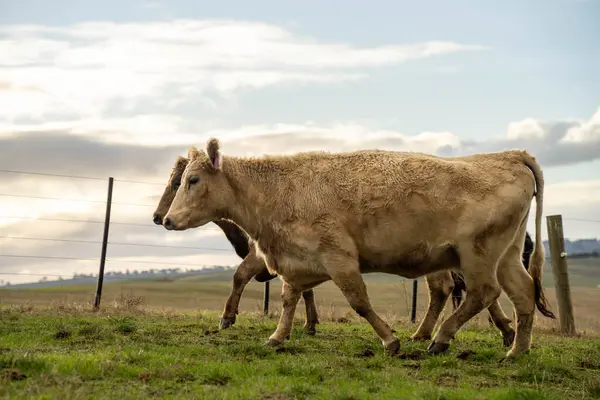 stock image The Future of Livestock in Australian Agriculture: Sustainable Grazing, Technology, and Innovation for Environmental Resilience