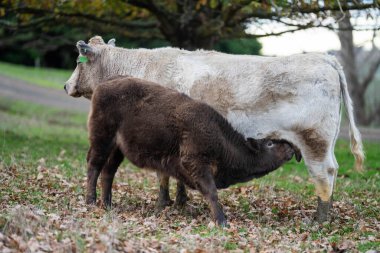 Avustralya 'da sığır çiftliğinde otlayan sığır ve dana eti. Cinsler Murray Grey, Angus ve Wagyu 'dur. sürdürülebilir tarım pratiği karbon depolama