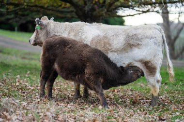 İngiltere 'de bir çiftlikte damızlık sığır ve wagyu inekleri. Baharda çayırda otlayan İngiliz sığırları. Sürdürülebilir bir tarım çiftliğinde çayırda yeşil çimenler büyüyor.