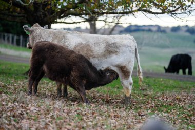 Avustralya 'da bir tarlada otlayan damızlık sığır ve sığır eti. Türleri arasında benek parkı, murray grisi, angus, brangus ve wagyu bulunur..