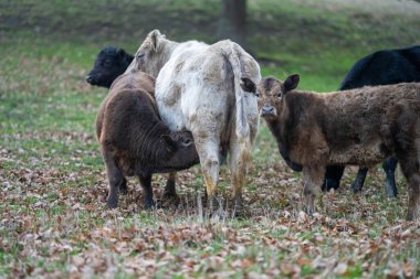 beautiful cattle in Australia  eating grass, grazing on pasture. Herd of cows free range beef being regenerative raised on an agricultural farm. Sustainable farming  clipart