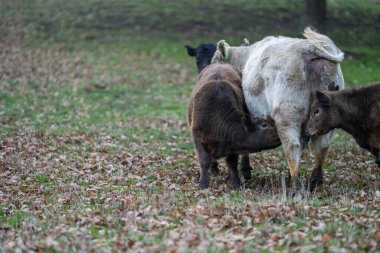 İngiltere 'de bir çiftlikte damızlık sığır ve wagyu inekleri. Baharda çayırda otlayan İngiliz sığırları. Sürdürülebilir bir tarım çiftliğinde çayırda yeşil çimenler büyüyor.