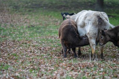 Avustralya wagyu inekleri çayırda otluyor. Avustralya ve Yeni Zelanda 'da ilkbaharda otlakta ot yiyen siyah bir angus ineğini ve yenilenebilir bir çiftlikte Yeni Zelanda' yı.