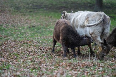 Avustralya 'da, boş bir tarlada otlayan sığır ve buzağılar. saman ve tohum yiyorlar. Yazın Murray Grey, Angus ve Wagyu cinsleri.