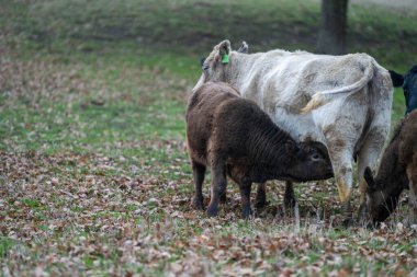 Avustralya 'da bir tarlada otlayan damızlık sığır ve sığır eti. Türleri arasında benek parkı, murray grisi, angus, brangus ve wagyu bulunur..