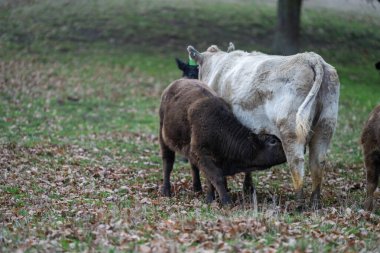 İngiltere 'de bir çiftlikte damızlık sığır ve wagyu inekleri. Baharda çayırda otlayan İngiliz sığırları. Sürdürülebilir bir tarım çiftliğinde çayırda yeşil çimenler büyüyor.