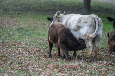 Avustralya 'da sığır çiftliğinde otlayan sığır ve dana eti. Cinsler Murray Grey, Angus ve Wagyu 'dur. sürdürülebilir tarım pratiği karbon depolama